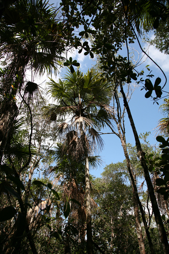 Colpothrinax cookii, photo 27