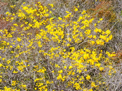 Handroanthus chrysanthus