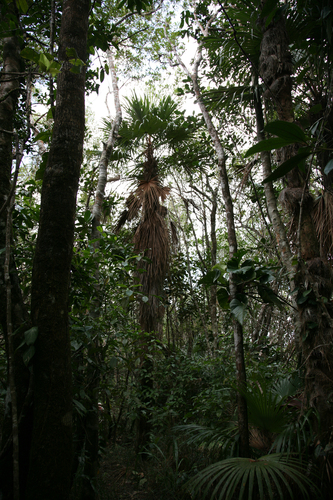 Colpothrinax cookii, photo 28