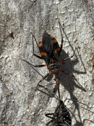 Red Tiger Assassin Bug