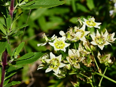 Melanthieae