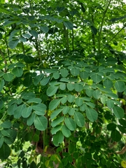 Moringa
