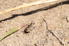 Cicindela repanda repanda