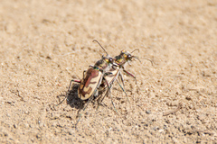 Cicindela lengi versuta