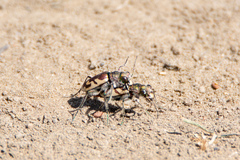 Cicindela lengi versuta