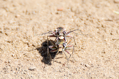 Cicindela lengi versuta