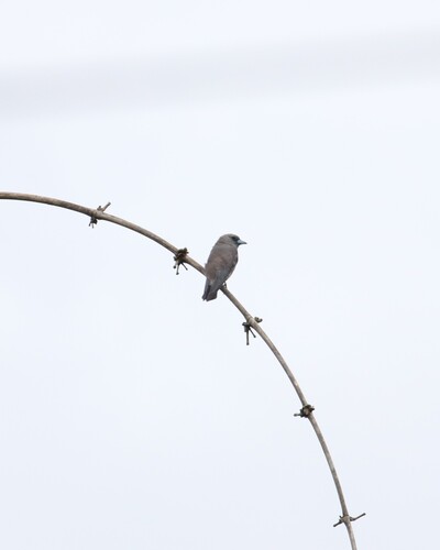 Ashy Woodswallow