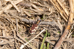 Cicindela lengi versuta