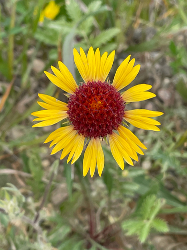 great blanketflower