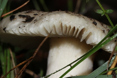 Russula marangania