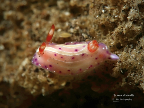mexichromis-aurora-inaturalist