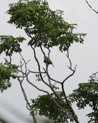 Lineated Barbet