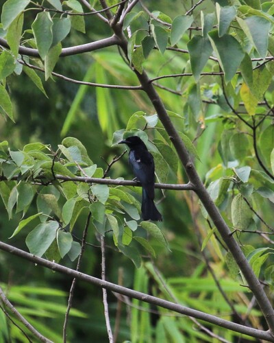 Hair-crested Drongo