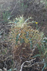 Ptilostemon hispanicus