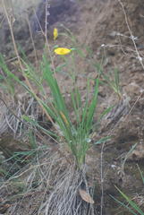 Ranunculus gramineus
