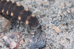 Lampyris noctiluca