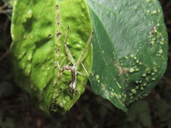 Epidaus