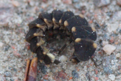 Lampyris noctiluca