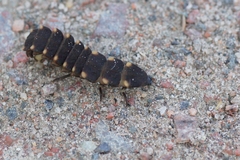 Lampyris noctiluca