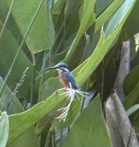 Common Kingfisher