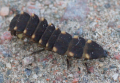 Lampyris noctiluca