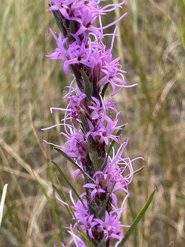 dotted gayfeather