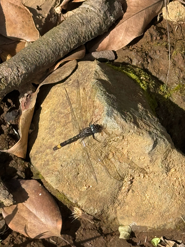 Amber-banded Clubskimmer