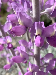 Lupinus magnificus magnificus