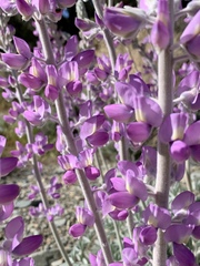 Lupinus magnificus magnificus