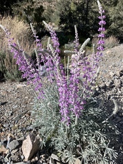 Lupinus magnificus magnificus