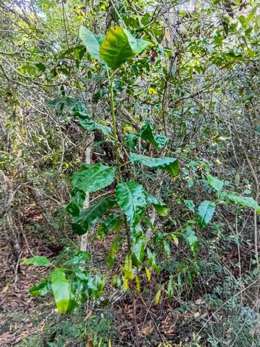 Alstonia balansae observed 2026-08-06