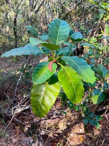 Alstonia balansae observed 2026-08-06