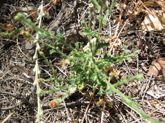 Vittadinia australasica