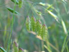 Bromus briziformis