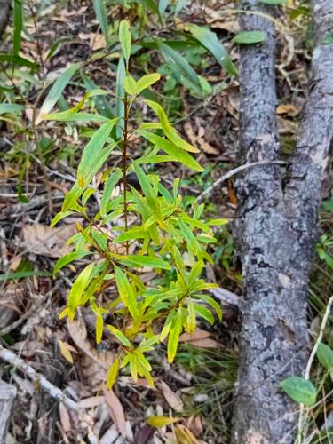 Alstonia balansae observed 2026-08-06