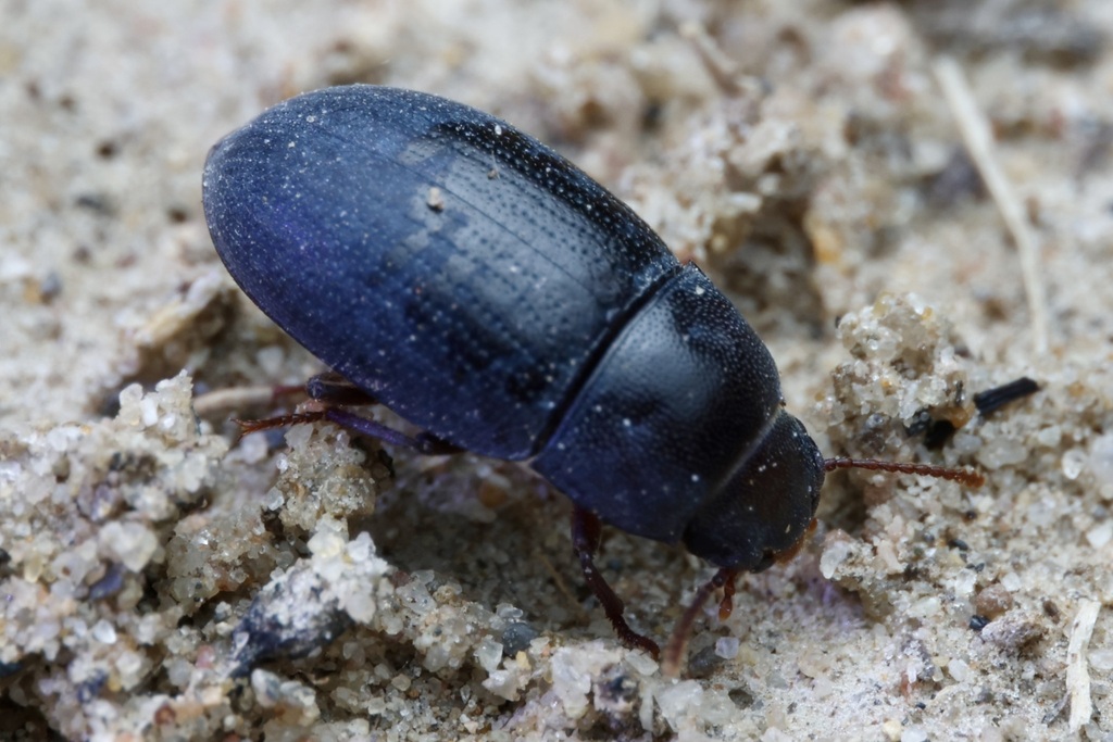 Trimytis pruinosa