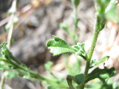 Vittadinia australasica