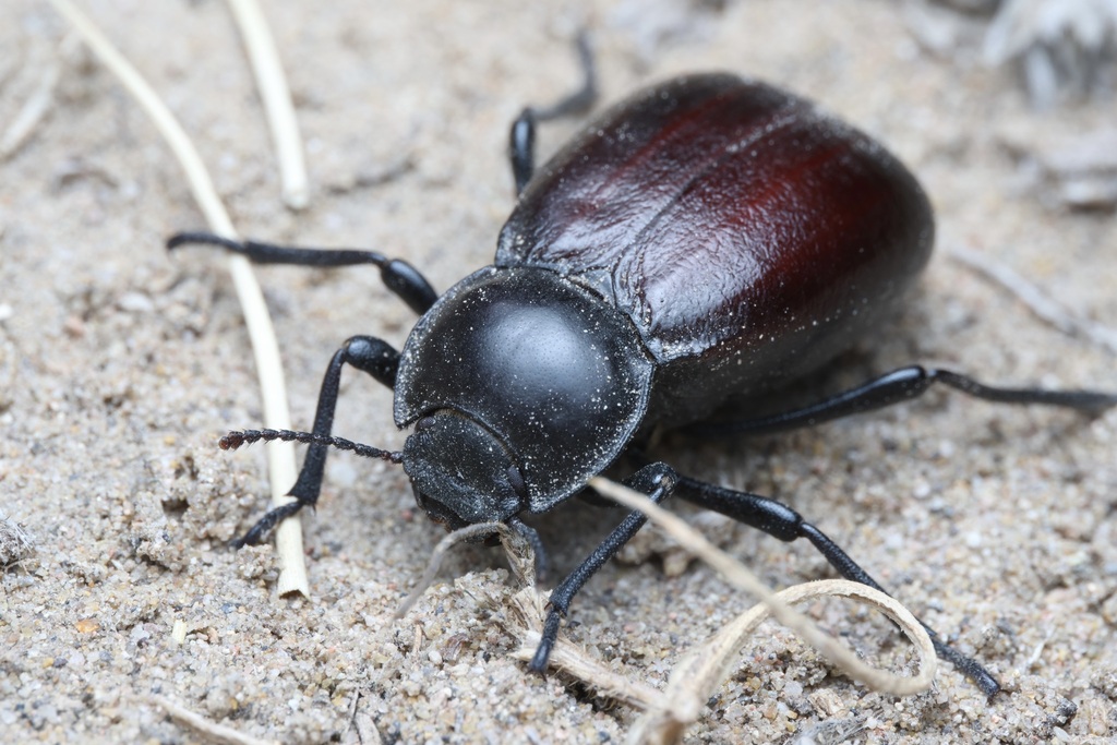 Stenomorpha obovata