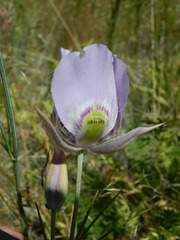 Calochortus nitidus