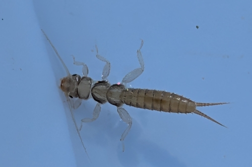 iNaturalist observation photo of Green Stoneflies