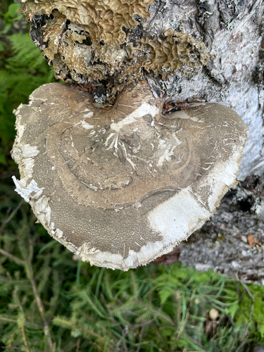birch polypore