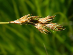 Carex petasata