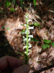 Spiranthes praecox