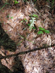 Spiranthes praecox