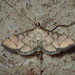 Hollow-spotted Blepharomastix Moth - Photo (c) John P. Friel Ph.D., some rights reserved (CC BY), uploaded by John P. Friel Ph.D.