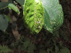Epidaus