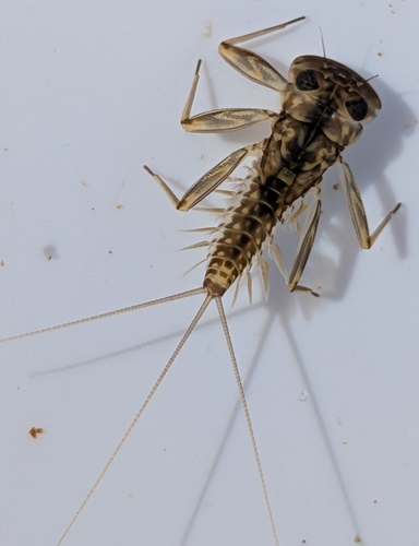 iNaturalist observation photo of Mayflies