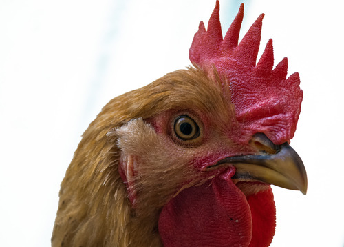 Domestic Chicken