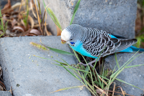 Budgerigar