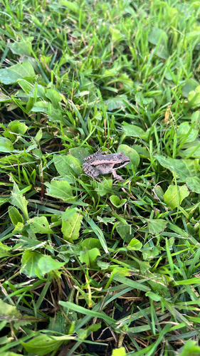 Wood Frog